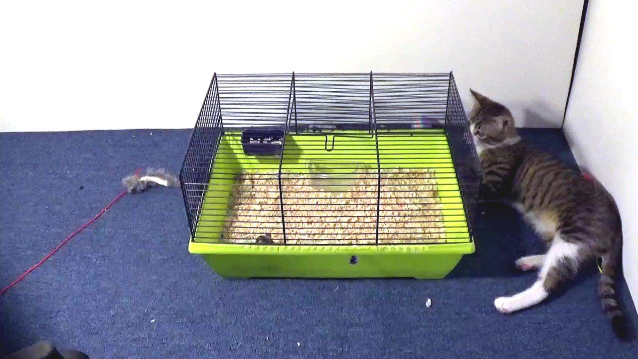 Entertaining Little Hunter Stalks the Hamsters