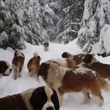 TOP 10 dog barking videos compilation 2021