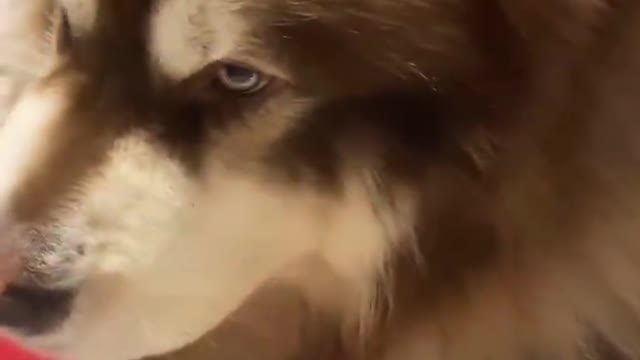 cutes dogs | cutest dog in the world | cute dog clip 2021