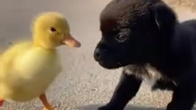 awesome funny pet animals,funny animal videos,super funny dog videos,awesome animals,cute funny animals,funny animal video,funny pet videos,funny animal moments,cute and funny dog video compilation,funny animals,funny animals compilation 2022,funny animal