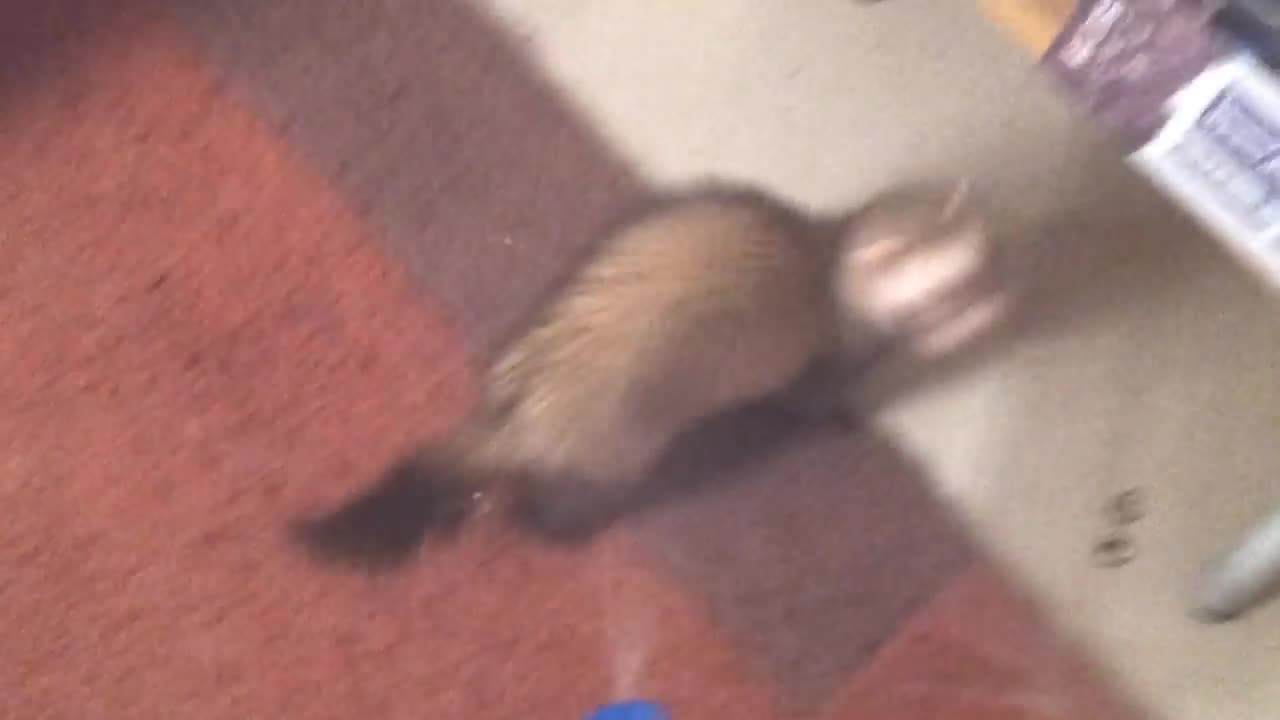 Funny Ferrets Video Compilation