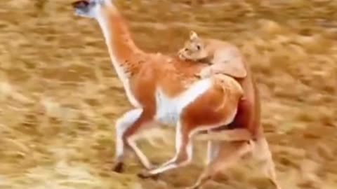 Is this a lion cub hunting? It runs so fast