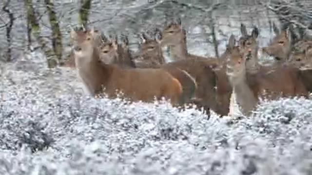 A Herd Of Deer Running In The Woods In Winter · Free Stock Video4