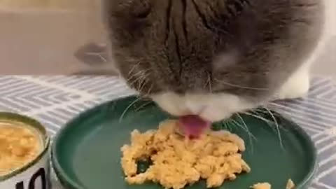 Cats - Cute and Funny Cat Videos Compilation