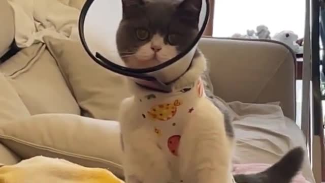 injured cat