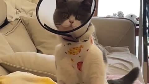 injured cat