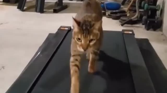AMAZING COOL CAT ON TRADMILL!