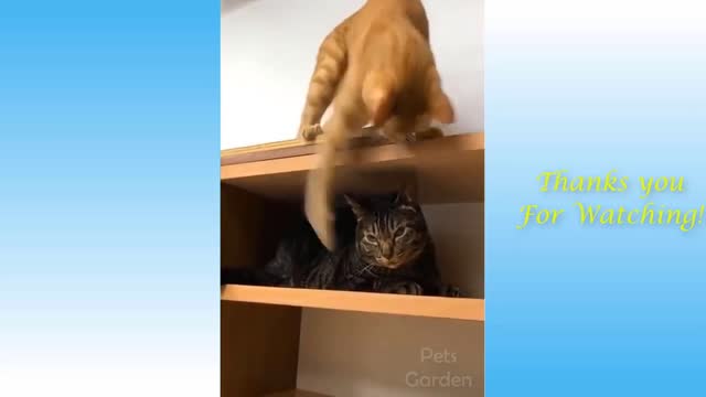 Cat Shows Husky Whos Boss! 🤣🤣😹