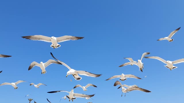 Seagull is looking for prey