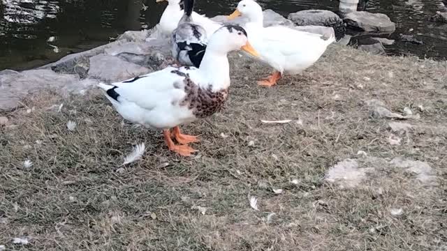 Ducks 🦆 Video By Kingdom of Awais
