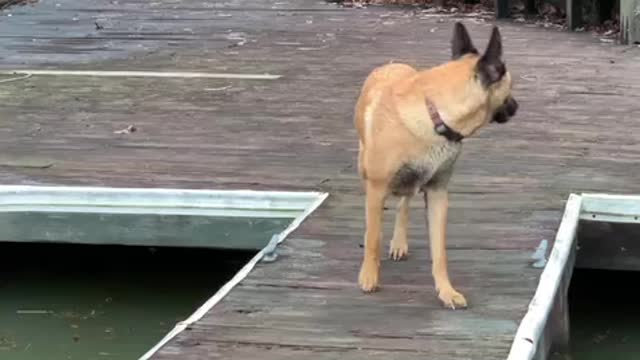 Malinois slips coming down stairs