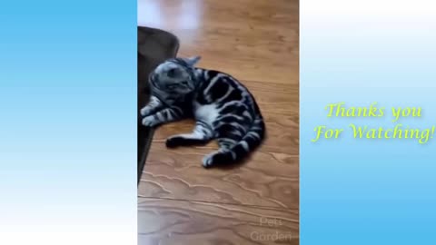 Funny and cute cats pets videos