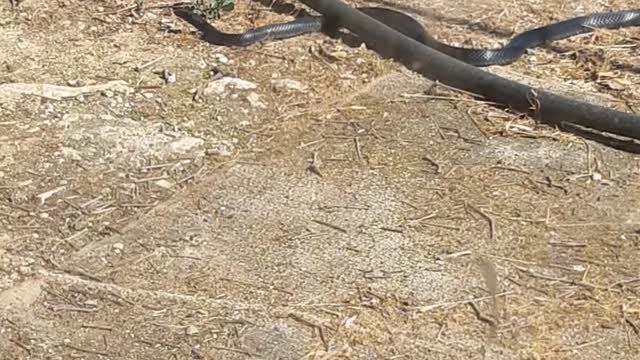 Big black snake in cyprus