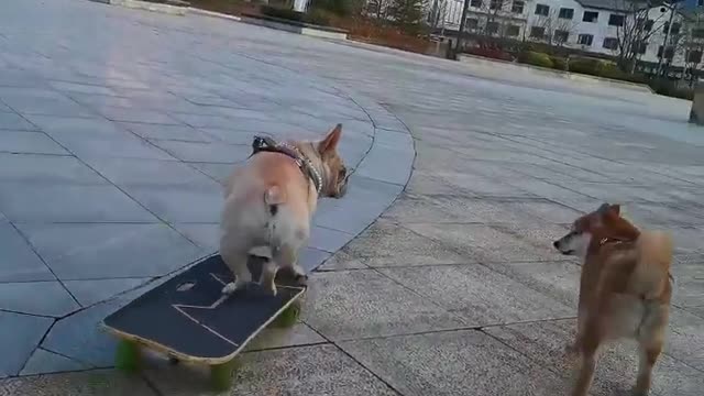 SkateDog-1