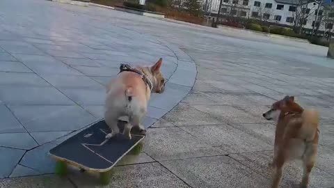 SkateDog-1