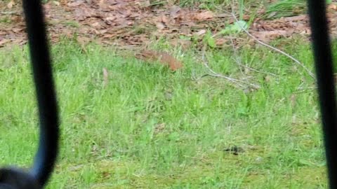 Beautiful bird in my yard