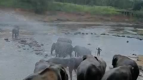 Some big elephants