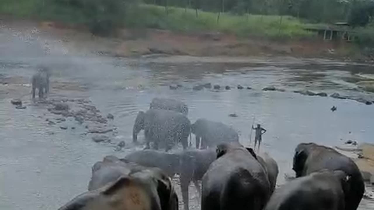 Some big elephants