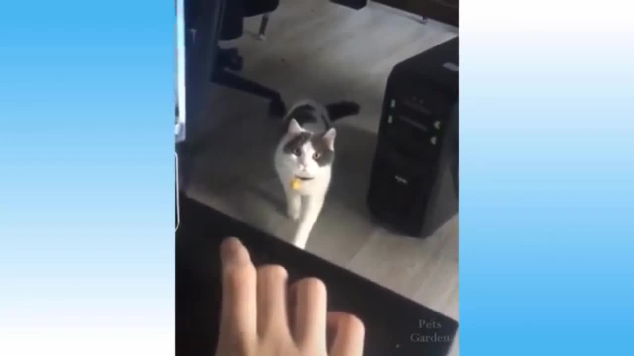 The Best Funny Moments of cats Part 5