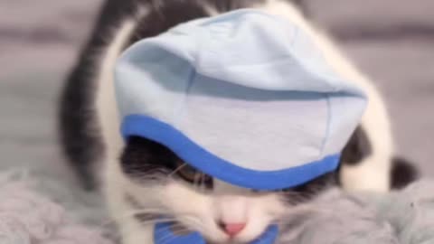 Cute cat 🐈😺