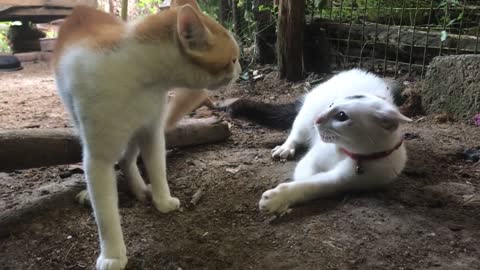 Cat funny sound while fight