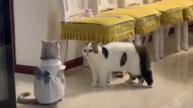 Baby Cats - Cute and Funny Cat Videos Compilation #06