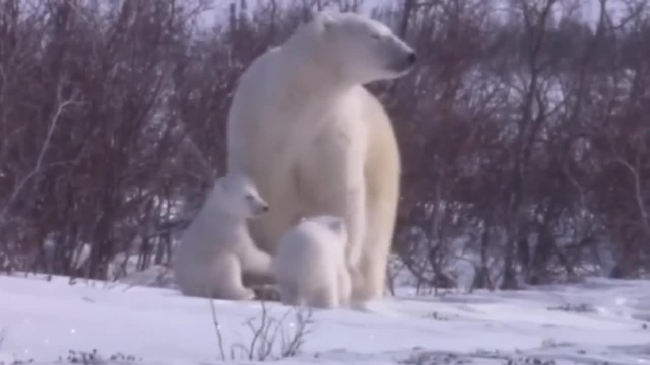 Daily life of a polar bear