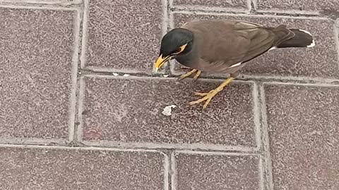 Bird eating dirt