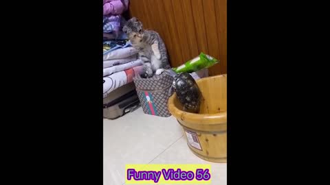 Funny Cats And Dogs Video Part 2