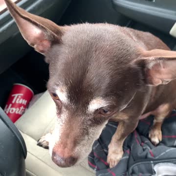 Cookie challenge !! Human vs dog cookie and human color wins