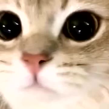 I’m calling you 🐱