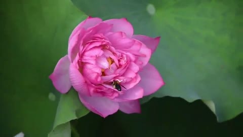 Bees on lotus are busy collecting nectar