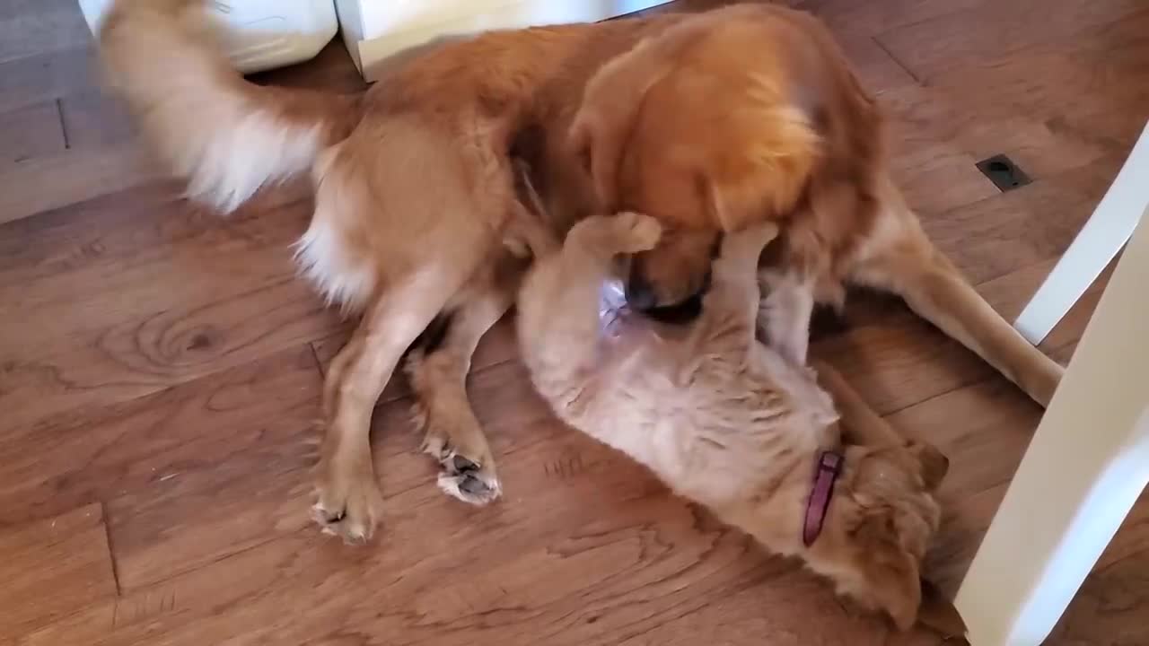 Dog Dad telling his son playing time is over.
