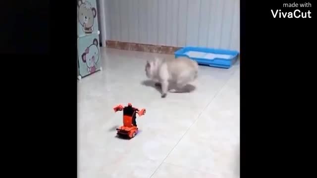 Cute animals playing with new toys 🥺🥺🥺❤️❤️❤️