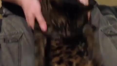 Funny Cat video Funny Cat video