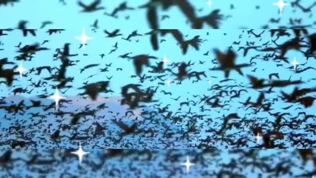 Millions of seabirds carpet dive into the sea of fish