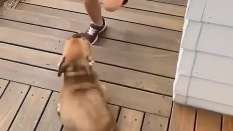 Puppies dogs