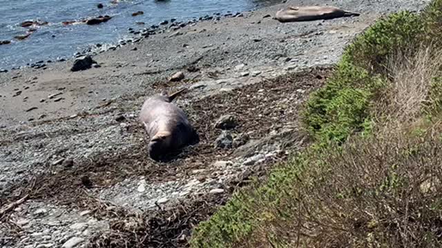 Elephant Seal near San Simeon California