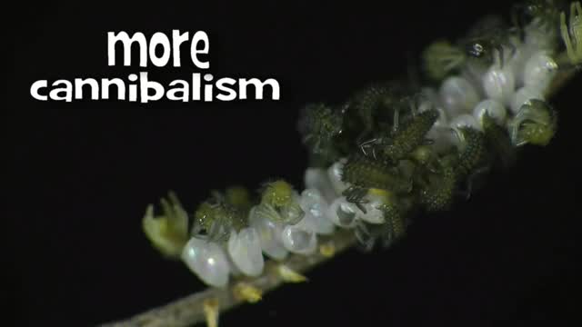 Time Lapse of Ladybug - Animal Eduacation - Life Cycle 2