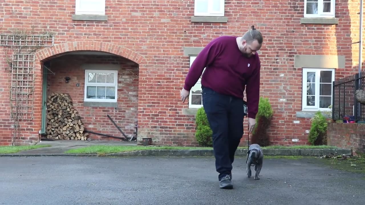 10 Week Old Cane Corso Puppy ALREADY Heel Trained!