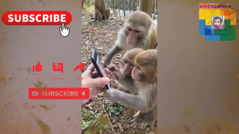 Monkey videos viral