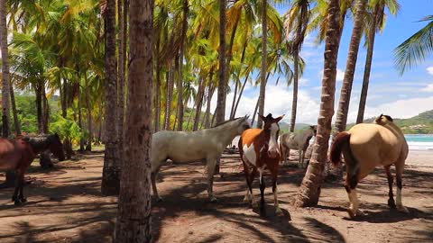 Of the most beautiful views of the horses and the sea