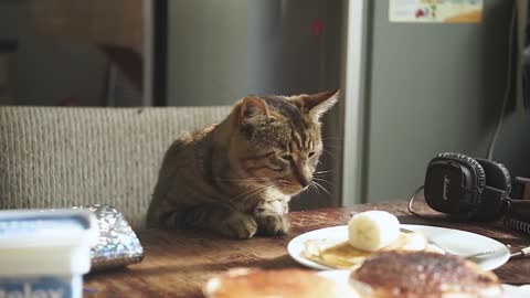 a patient cat