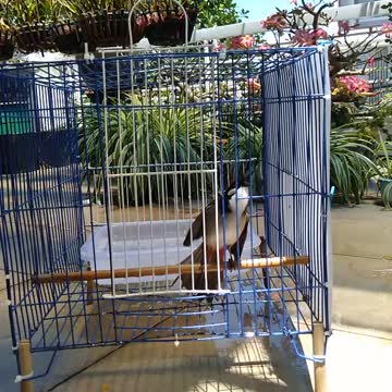 a fierce crested salute