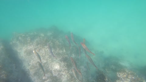 group dance of sardines in underwater