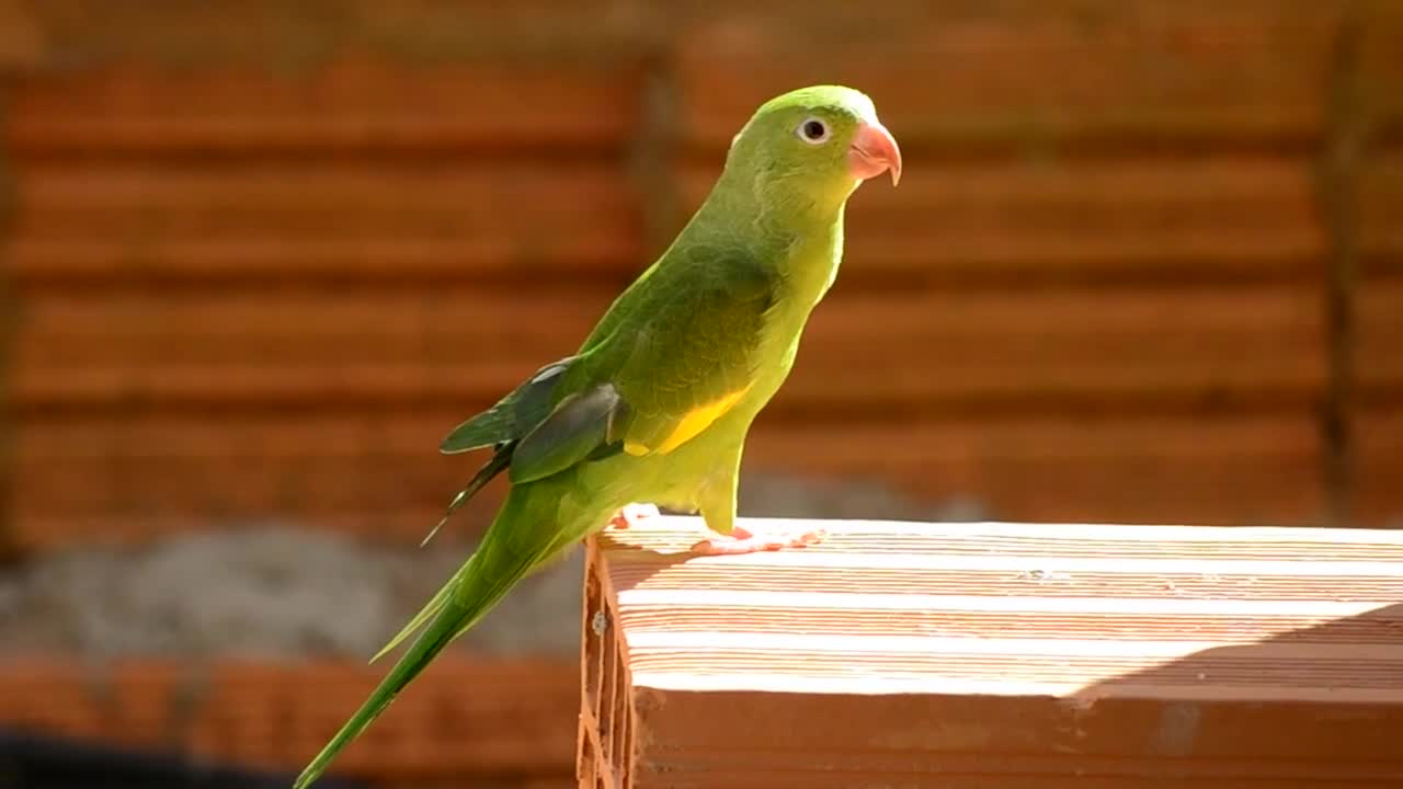 Green bite parrot