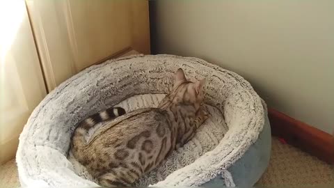 Playful Bengal Kitten Loves To Pop Balloons