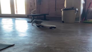 Goofy Kitty Loves Her Skateboard