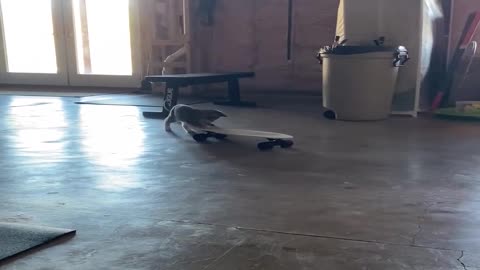 Goofy Kitty Loves Her Skateboard