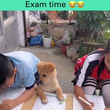 Cute dog 🐶 Exam time